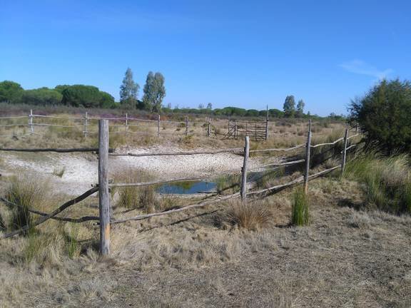 Doñana, con gran parte de sus humedales secos
