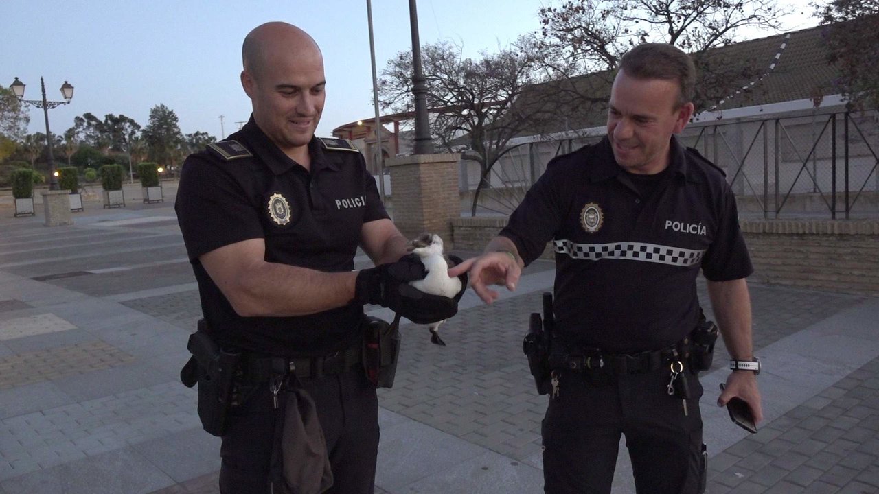 Agentes de la Policía LOcal con el alca, parecido a un pingüino
