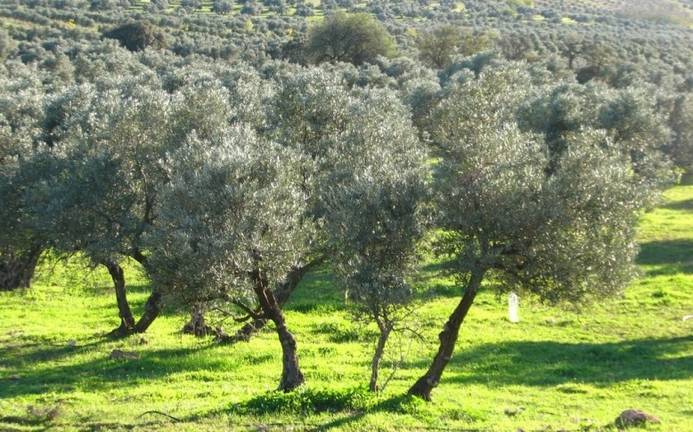 La superficie ecológica de la provincia equivale ya a 12 veces la ciudad de Huelva