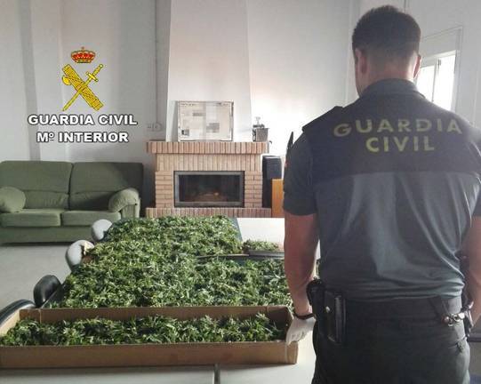 Plantar marihuana está de moda en Huelva, otro detenido en Paymogo