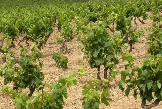 La DO Condado de Huelva ve un “grave error” en la subida de impuestos al sector vitivinícola
