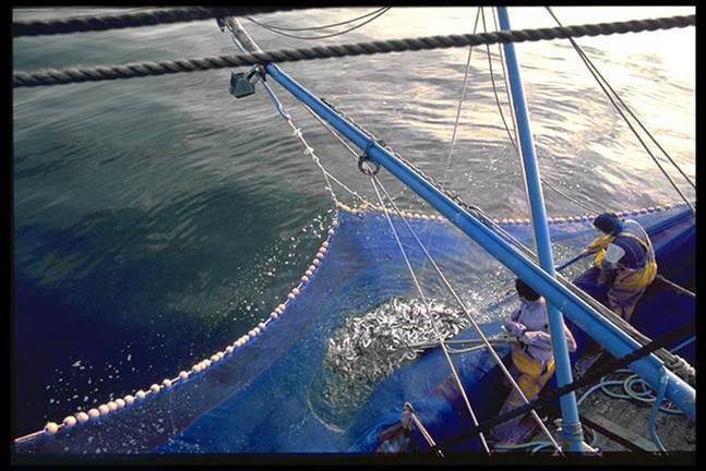 Sanz reprocha a los pescadores que hayan agotado antes de tiempo la cuota de sardina