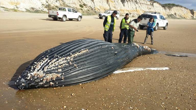 Aparece muerta una ballena jorobada entre Mazagón y Matalascañas