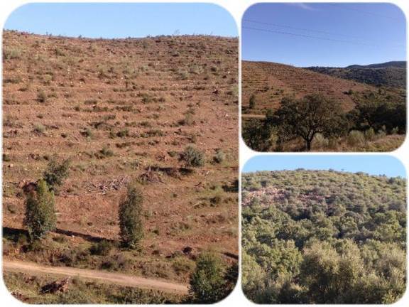 Miles de hectáreas de eucaliptos ocupan y degradan los Espacios Protegidos de Huelva
