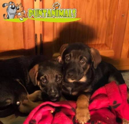 El abandono de animales se dispara hasta un 40% y hallan camadas de perros en cunetas y gasolineras