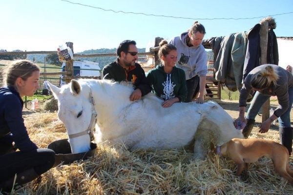 Fallece Davey, el caballo abandonado en Gibraleón