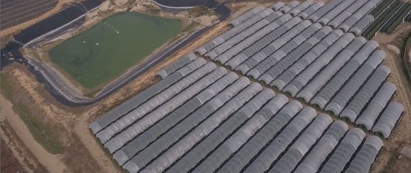La CE lleva a España al Tribunal Europeo de Justicia por el robo de agua en Doñana