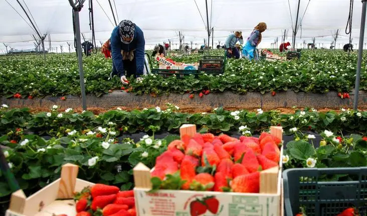 Las fresas son recolectadas por un grupo de temporeras