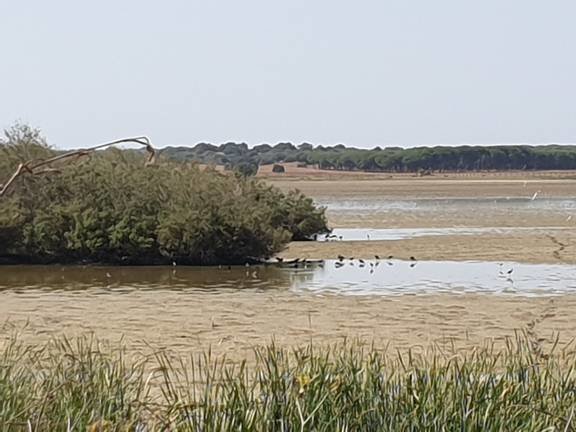 Zona de Doñana donde están apareciendo las aves muertas.
