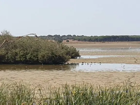 Zona de Doñana donde están apareciendo las aves muertas.