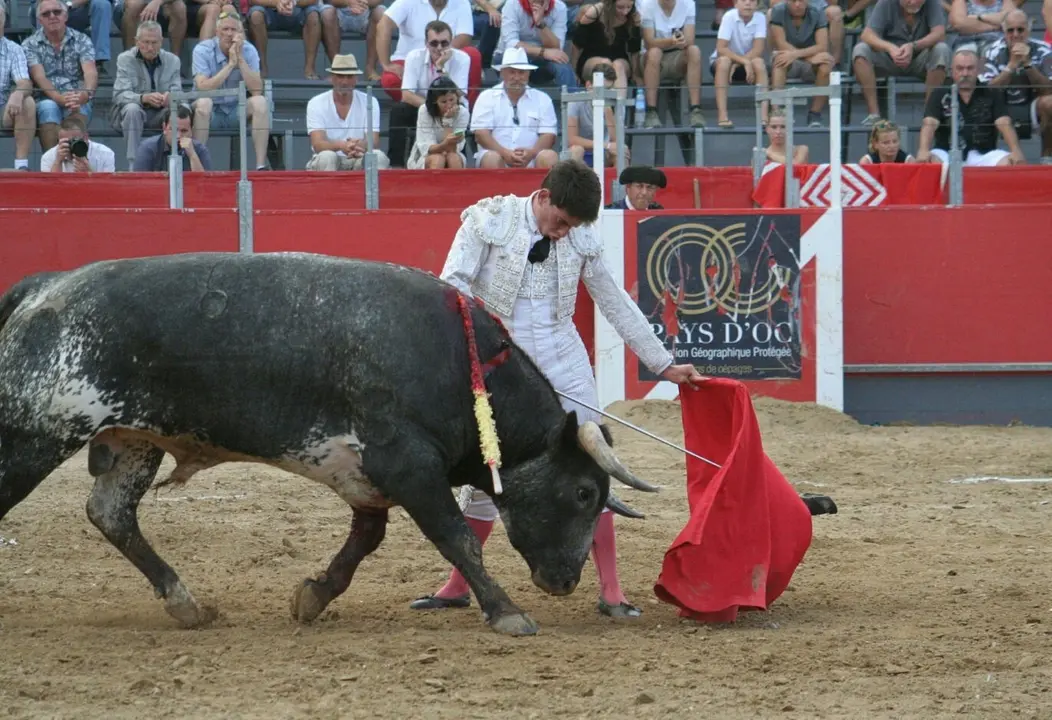 Conquero, en el albero.