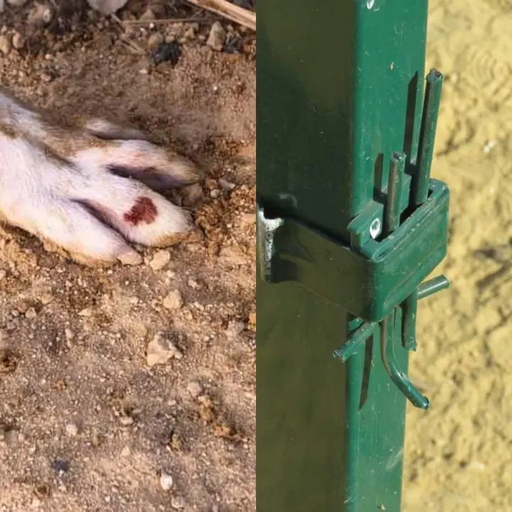 Herida ocasionada a un perro por una vaya defectuosa