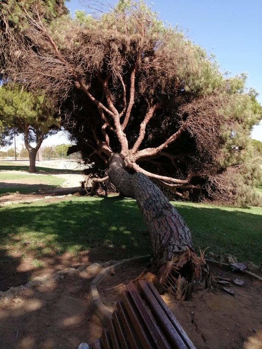 Foto del Pino tronchado en el parque público de Mazagón