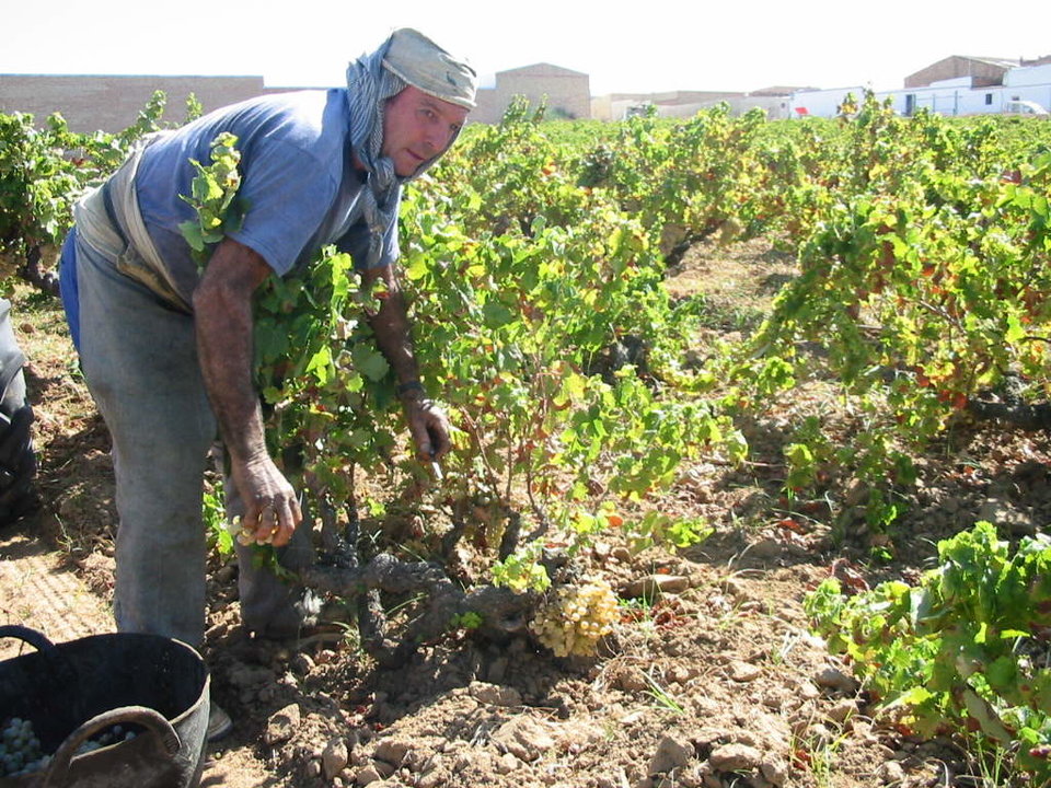 Un agricultor durante la vendimia de la Zalema, variedad autóctona del Condado de Huelva