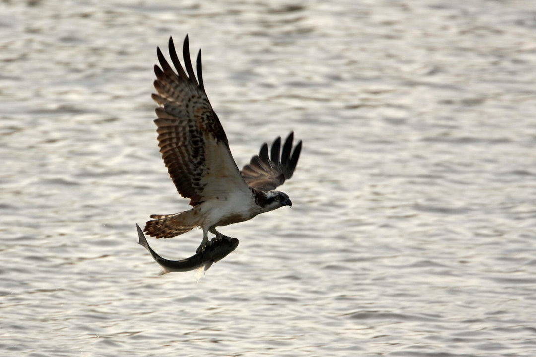 Ejemplar de águila pescadora en Marismas del Odiel.