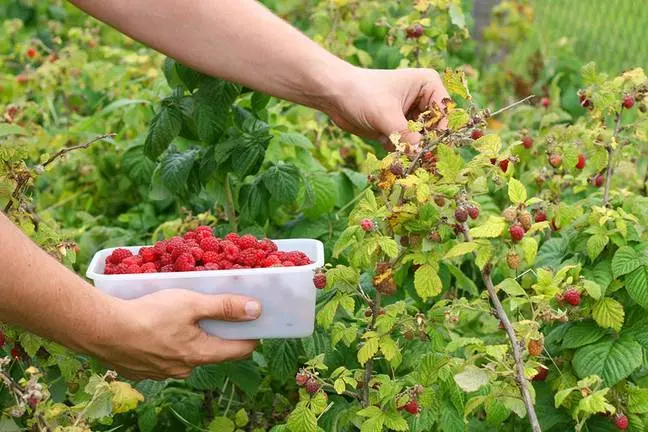 El sector agrario genera una alta demanda de mano de obra