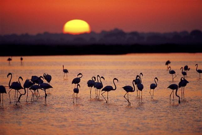 A group of Greater flamingos (Phoenicopterus ruber) in a marsh, at sunset, Coto Doñana National Park, Andalucia, Spain.