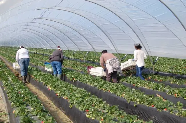 Varios temporeros recogen la fruta en uno de los campos del Condado