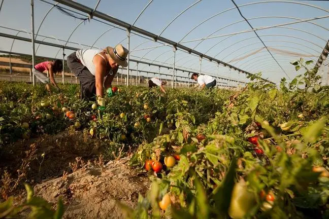 Cultivo ecologico de Charo Guerrero, Lebrija 
Instalalciones y clases de la COAG Lebrija, Sevilla