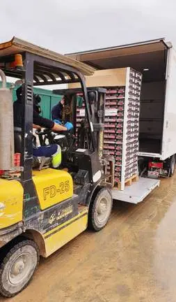 Un operario carga cajas de fresas en un camión