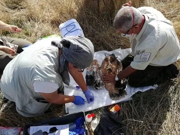 Doñana: Control de águila imperial