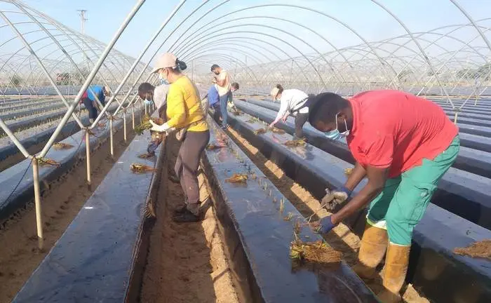 Temporeros en una finca de Moguer al inicio de la plantación de esta campaña fresera.