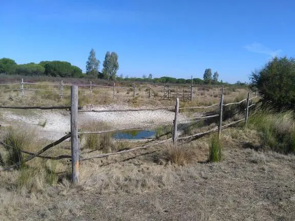 Doñana, con gran parte de sus humedales secos
