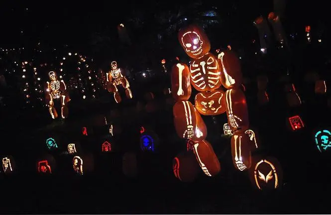 A display depicts skeletons at the ``Rise of the Jack O'Lanterns'' exhibition which features more than 5,000 hand-carved, illuminated pumpkins created by professional artists and sculptors laid out along a 1/4-mile scenic trail at Descanso Gardens in La Canada Flintridge, California, October 22, 2014. The Halloween event will continue through November 2 and advanced tickets are required. AFP PHOTO / Robyn Beck (Photo credit should read ROBYN BECK/AFP via Getty Images)