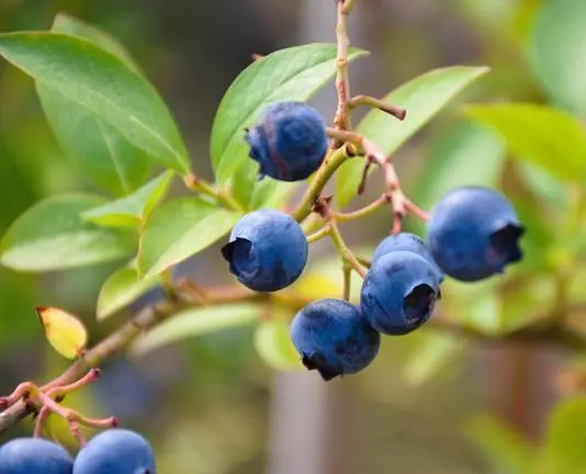 Las frutas del bosque, las más demandadas fuera de nuestras fronteras