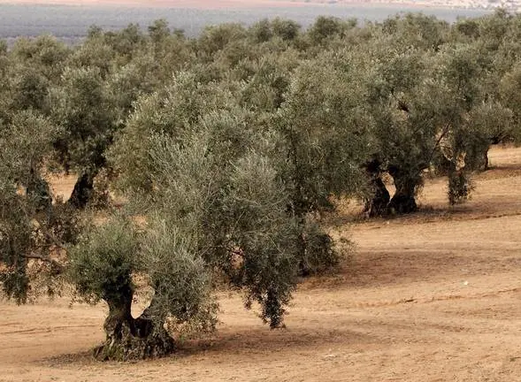 OLIVOS, VERDEO Y RECOGIDA MECANICA DE ACEITUNAS.