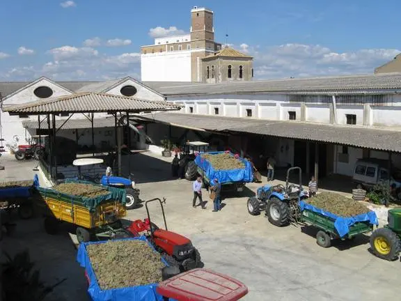 La Cooperativa de La Palma recibe la fruta de los agricultores