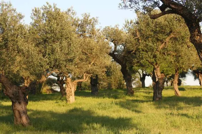 Olivos en la comarca de Beas.