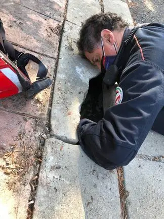 Bomberos rescatando a gatos