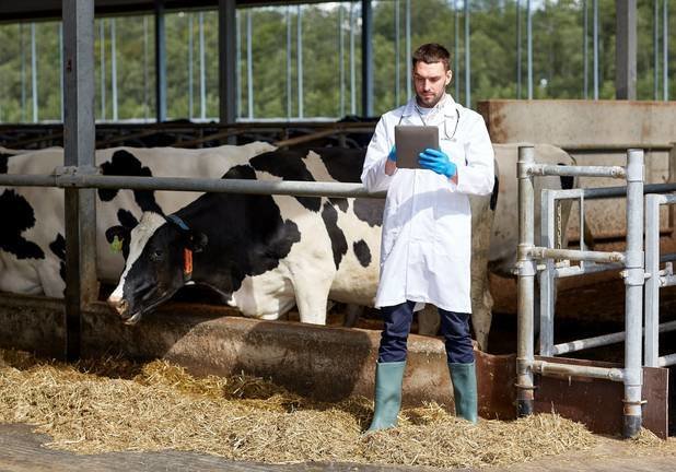 Un veterinario supervisa unas instalaciones de ganado vacuno