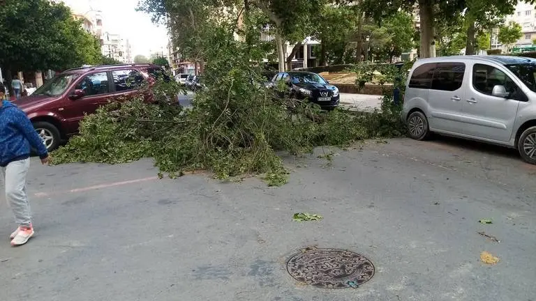 El árbol cayó sin tener que lamentar daños personales ni materiales