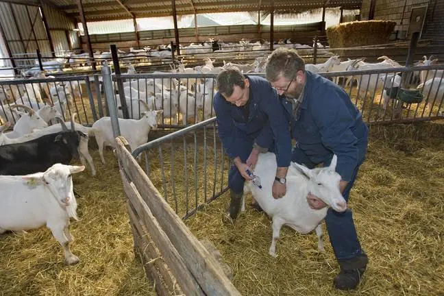 VINKEL - Dierenarts Nico Vreeburg (L) hanteert de spuit terwijl geitenhouder Jan van Lokven de geit in bedwang houdt. Bij het melkgeitenbedrijf van Jan en Liesbeth van Lokven in het Brabantse Vinkel worden maandag de eerste geiten gevaccineerd tegen Q-koorts. Veehouders in een straal van 45 kilometer rondom Uden in Noord-Brabant kunnen hun melkgeiten en melkschapen vanaf maandag laten inenten tegen Q-koorts. Dat is een dierziekte die kan overslaan naar de mens en kan leiden tot longontsteking. ANP PHOTO ED OUDENAARDEN