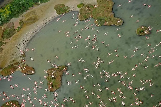 01-12-2016 Parque Nacional de Doñana. Flamencos. Aves. Humedal
POLITICA EUROPA ESPAÑA SOCIEDAD
DIEGO LÓPEZ/WWF