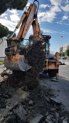 Punta Umbría, retirada de raíces de árboles