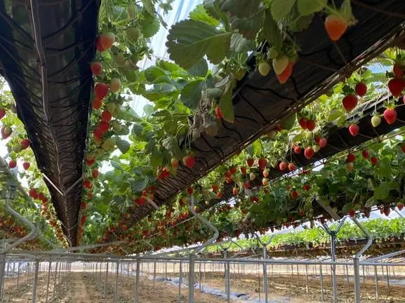 Plantación de fresas en hidropónico