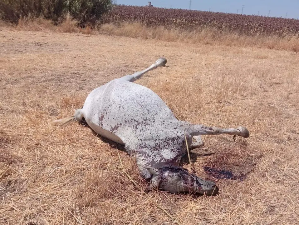 Una de las yeguas tiroteadas yace muerta en el suelo.