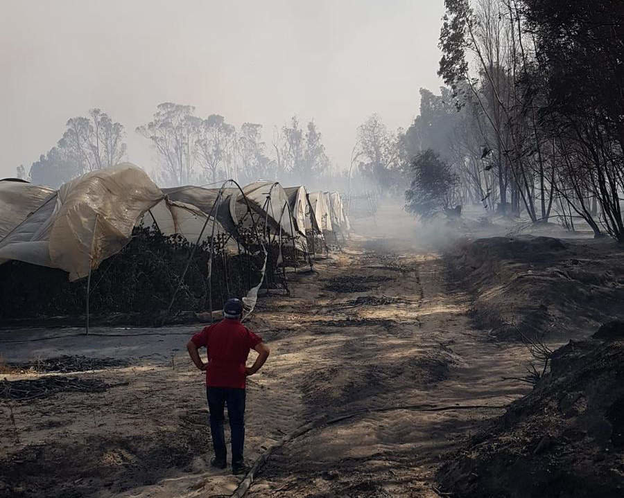 Un agricultor contempla el desolador panorama tras el incendio