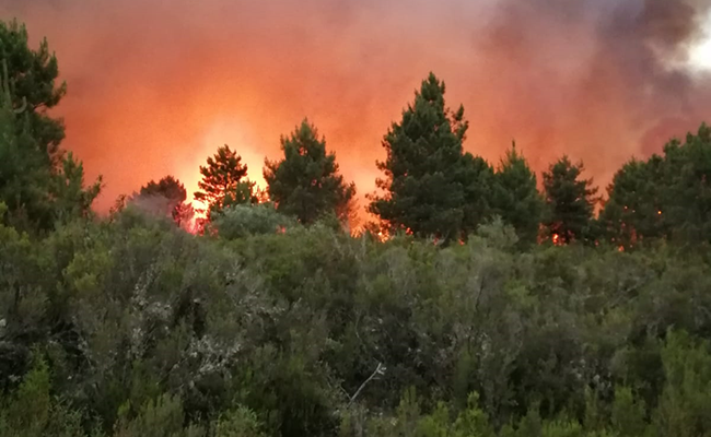 Bosque amenazado por el fuego.