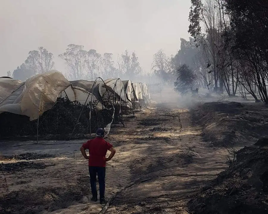 Agricultor contempla la zona arrasada por el fuego