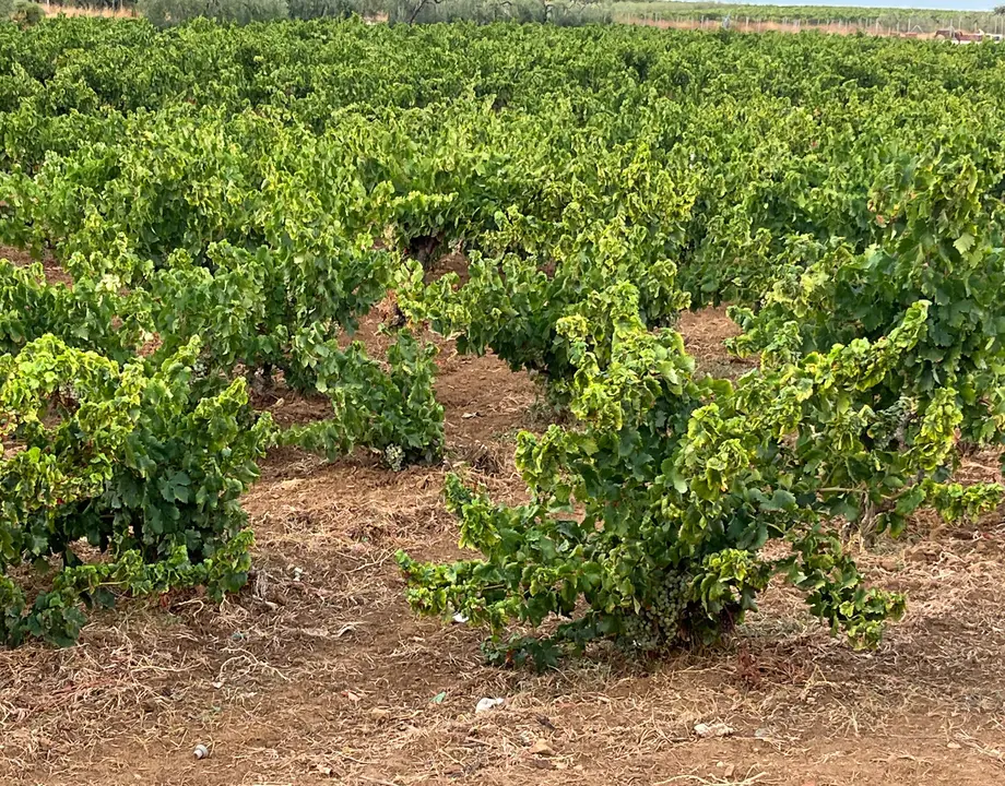 Imagen de un campo del Condado después de las lluvias matutinas