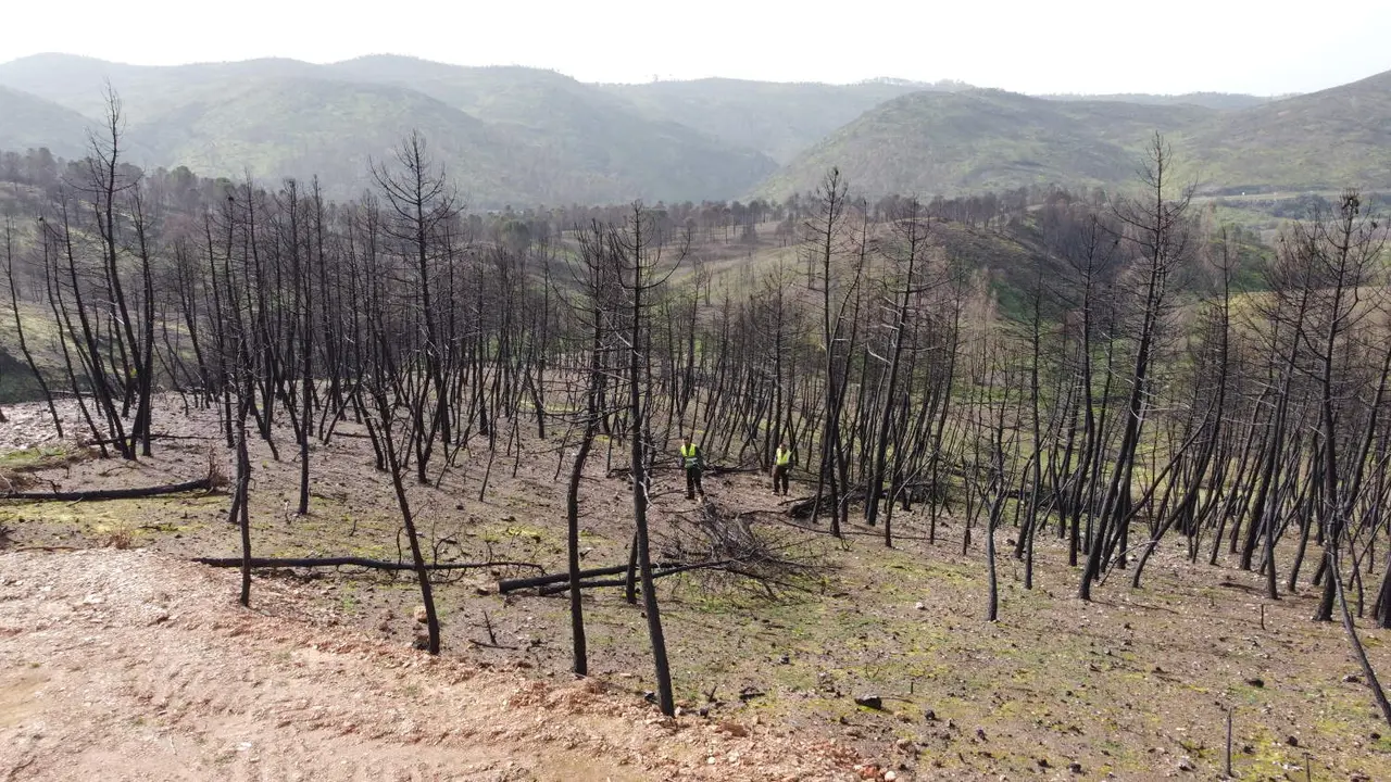 Zona del incendio de Almonaster, en la actualidad.