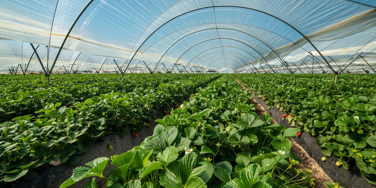 Una plantación de fresas en Moguer