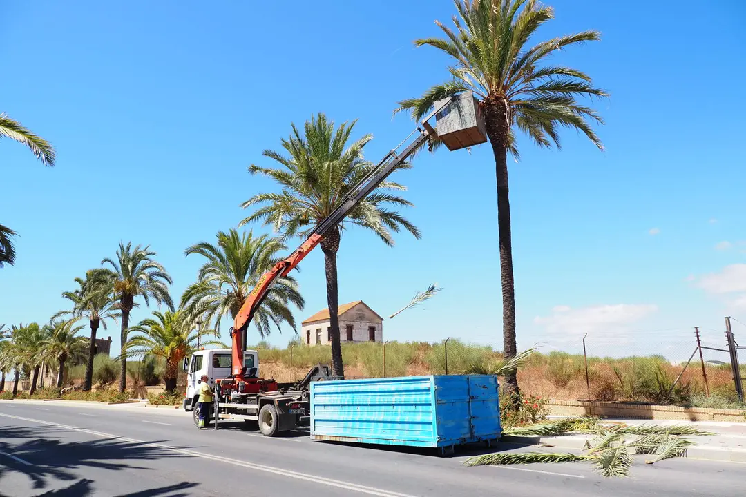 Trabajos de poda de las palmeras