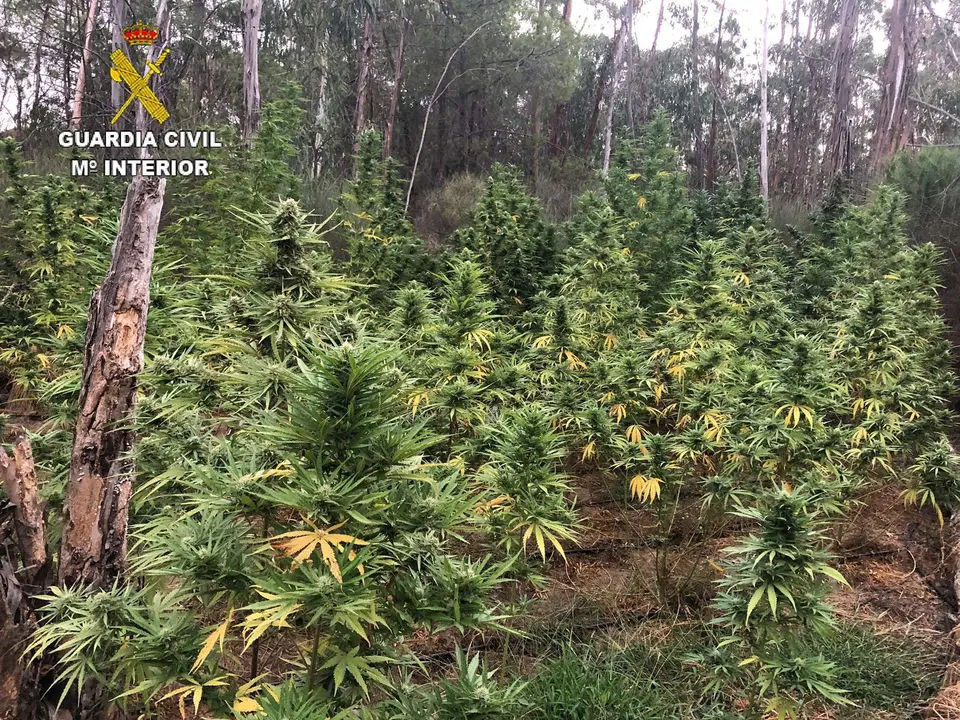 Marihuana en Villalba del Alcor