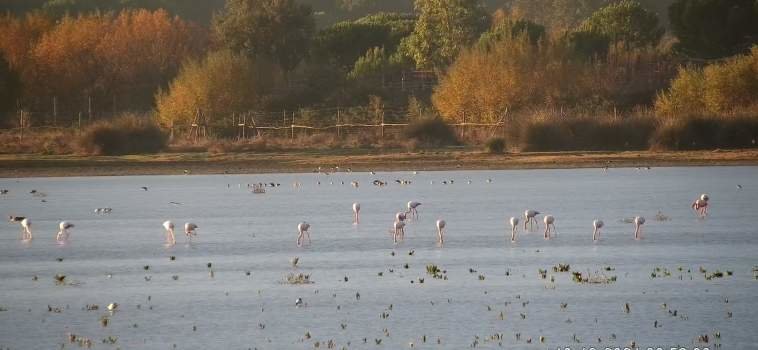 Aves en Doñana, cada vez menos.