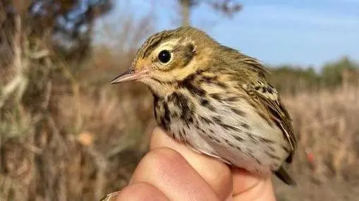 La Estación Biológica ha registrado la especie en un anillamiento.